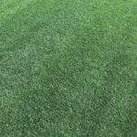 Trawa z rolki – wszystko, co musisz wiedzieć przed założeniem trawnika